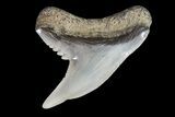 Colorful Fossil Tiger Shark (Galeocerdo) Tooth - Virginia #71150-1